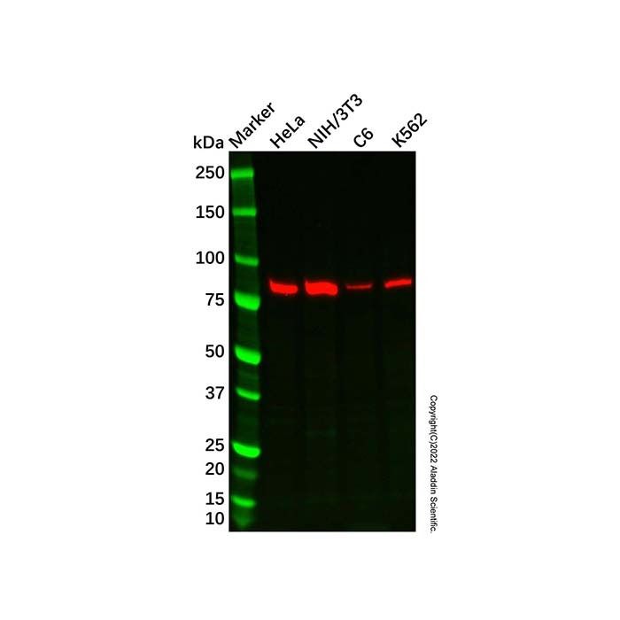 Recombinant Activin Receptor Type IIA/ACVR2A Antibody