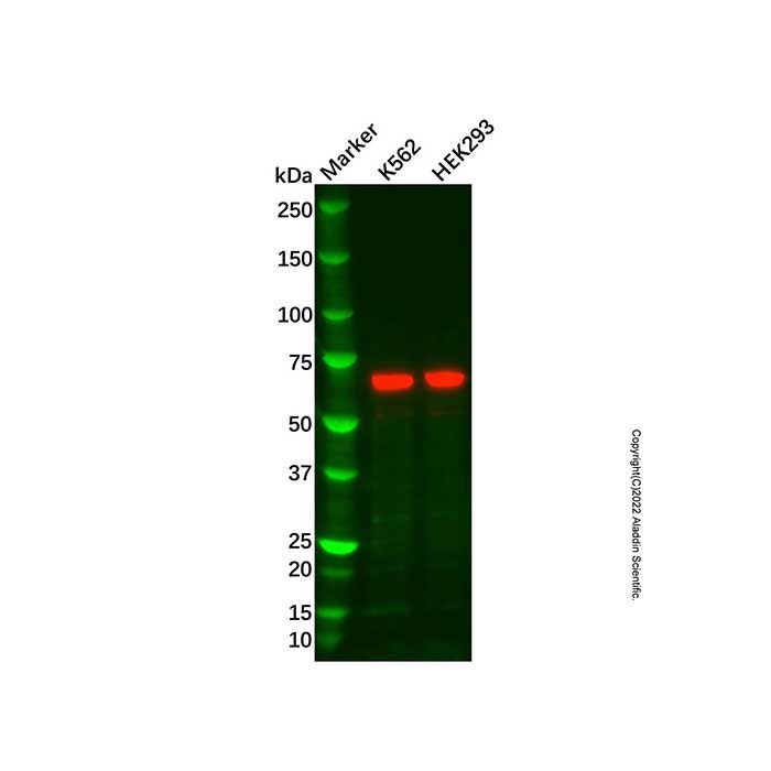 Recombinant Activin Receptor Type IIB/ACVR2B Antibody