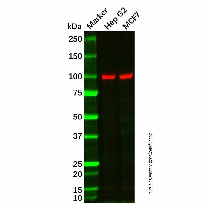ACTN3 Antibody