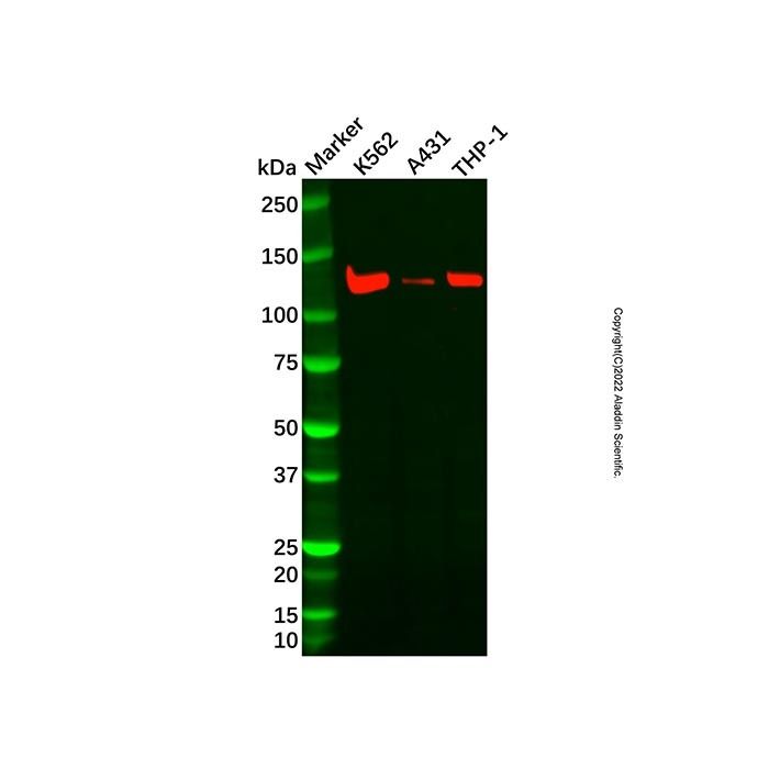 ADAMTSL4 Antibody