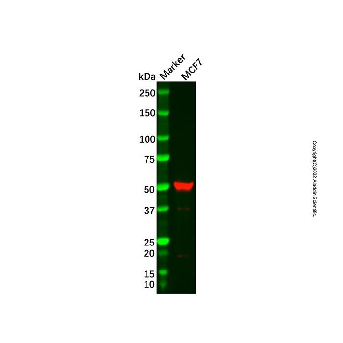 ADAT1 Antibody