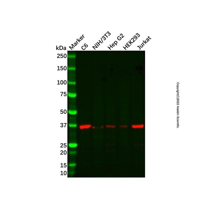 ADAT3 Antibody