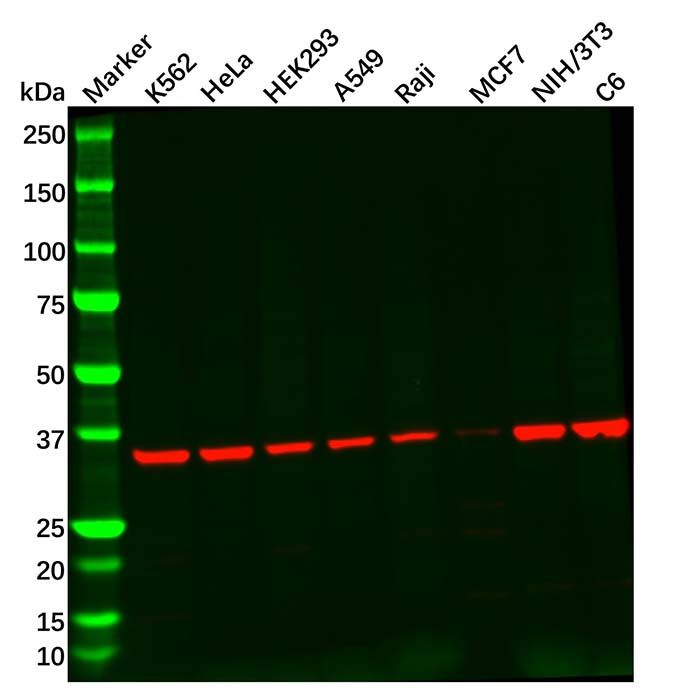 Recombinant Adenosine A1 Receptor Antibody