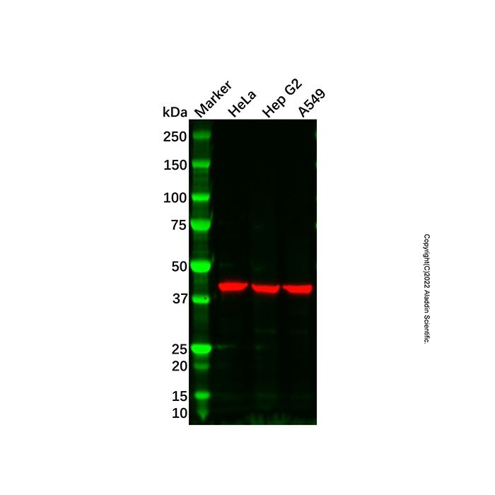 ADH1C Antibody