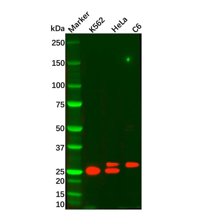 ADIPOQ Mouse mAb