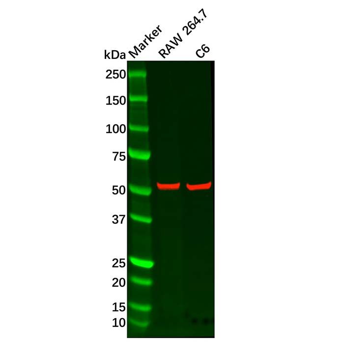Recombinant Adipose Triglyceride Lipase Antibody