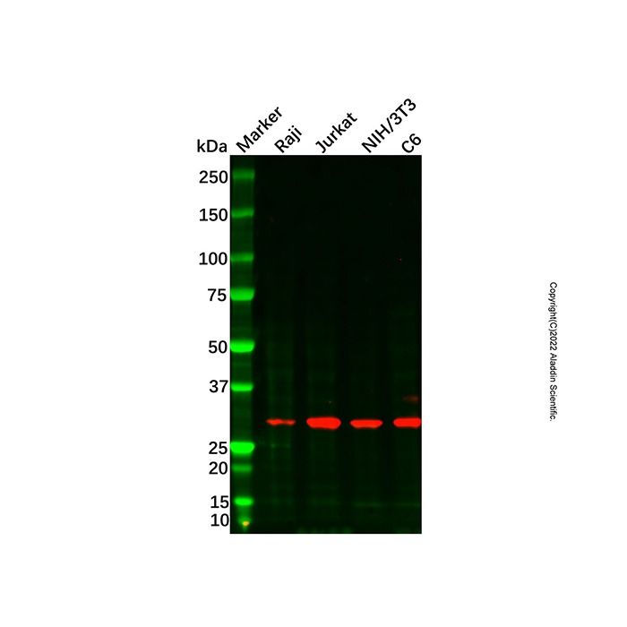 AGPAT1 Antibody