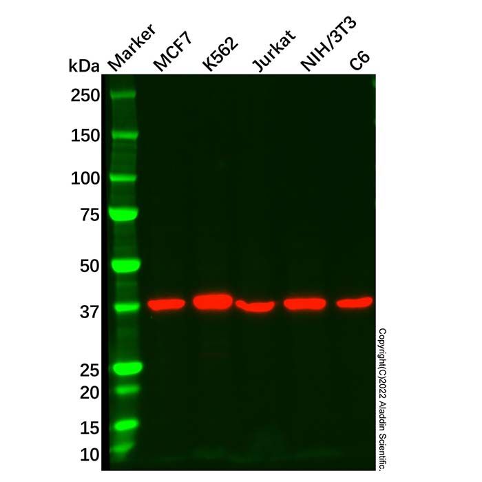 AIBZIP Mouse mAb