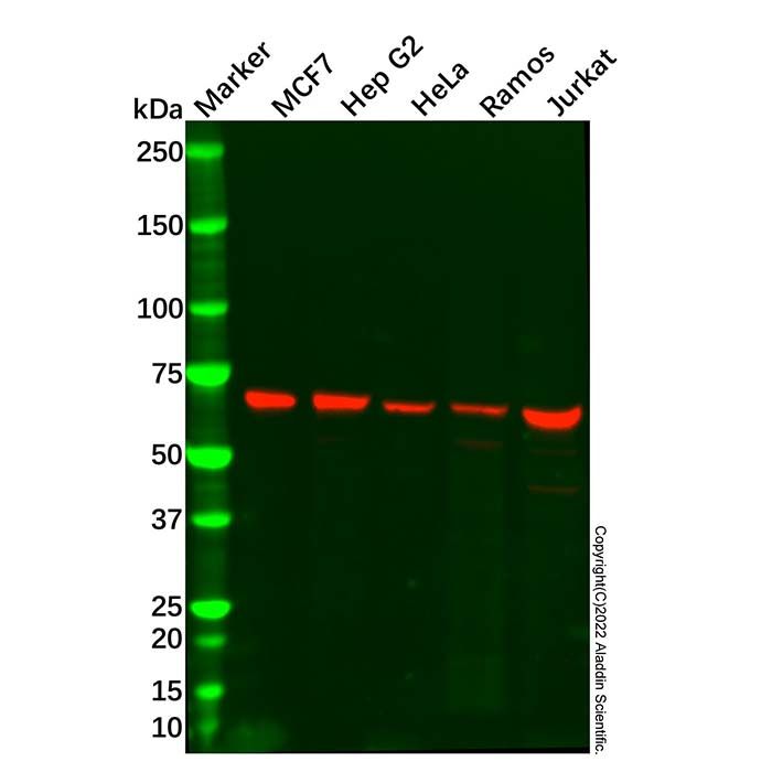 AIF Mouse mAb