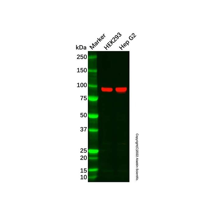 AKAP 95 Antibody