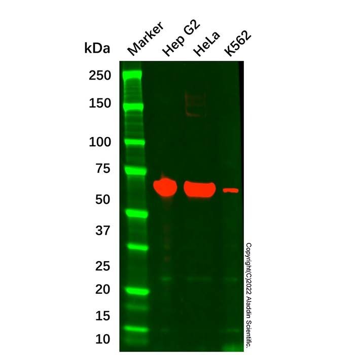 Albumin Mouse mAb