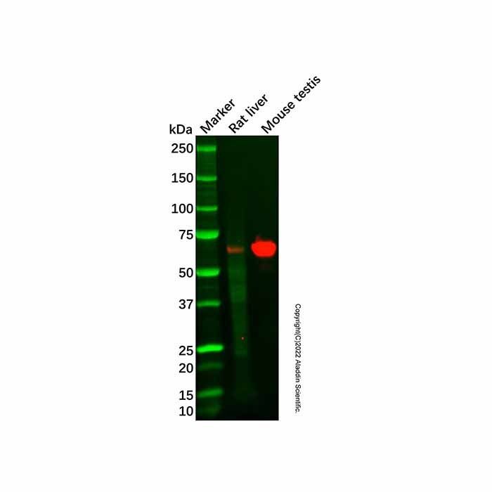 Aldehyde dehydrogenase 10 Mouse mAb