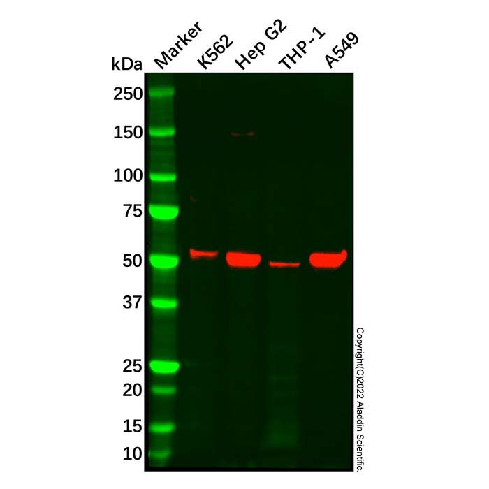 Recombinant ALDH2 Antibody