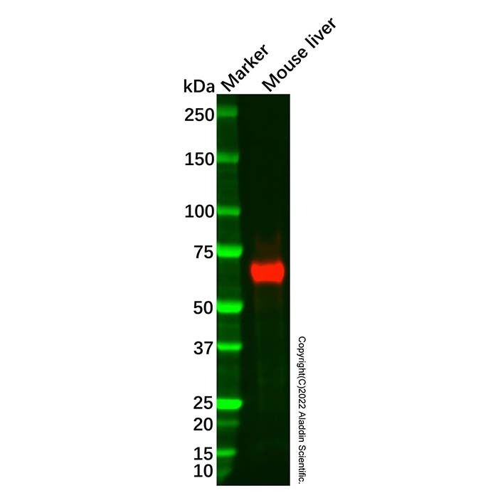 ALDH6A1 Mouse mAb
