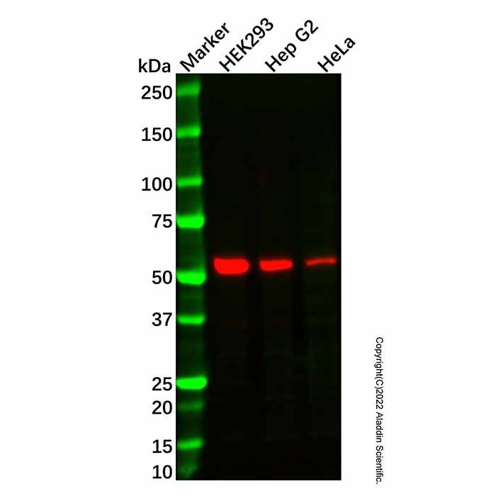Recombinant ALDH7A1 Antibody