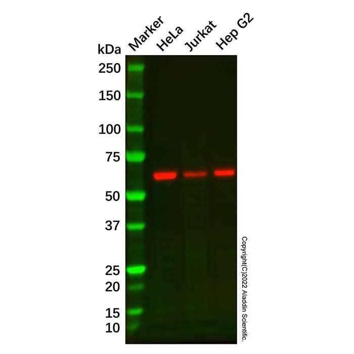 Recombinant ALK-1 Antibody