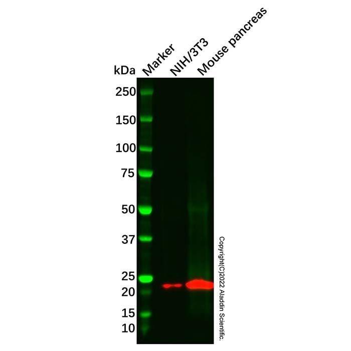 ALKBH7 Antibody