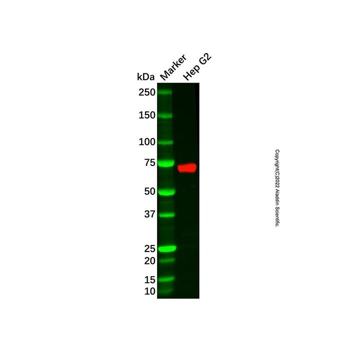 Recombinant alpha 1 Fetoprotein Antibody