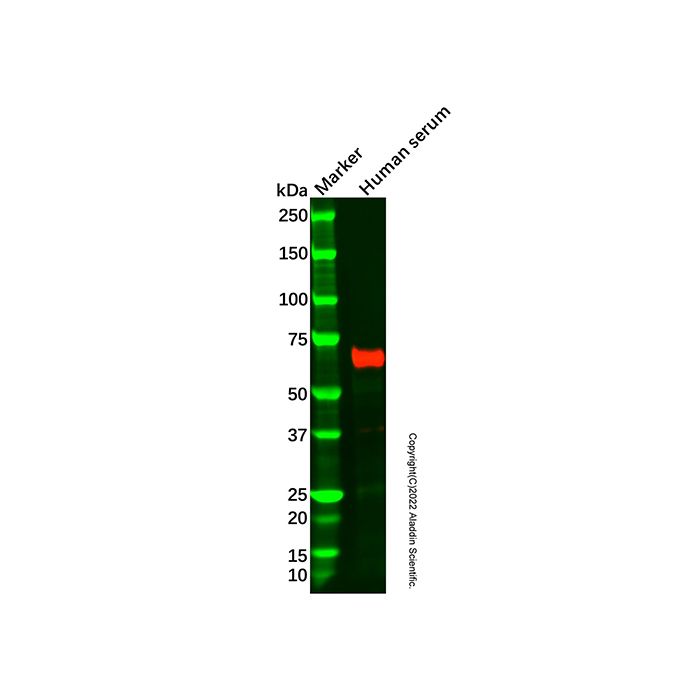Alpha 2 Antiplasmin Mouse mAb