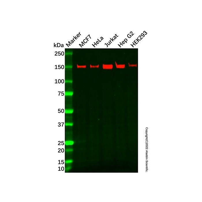 Recombinant alpha COP I/COPA Antibody