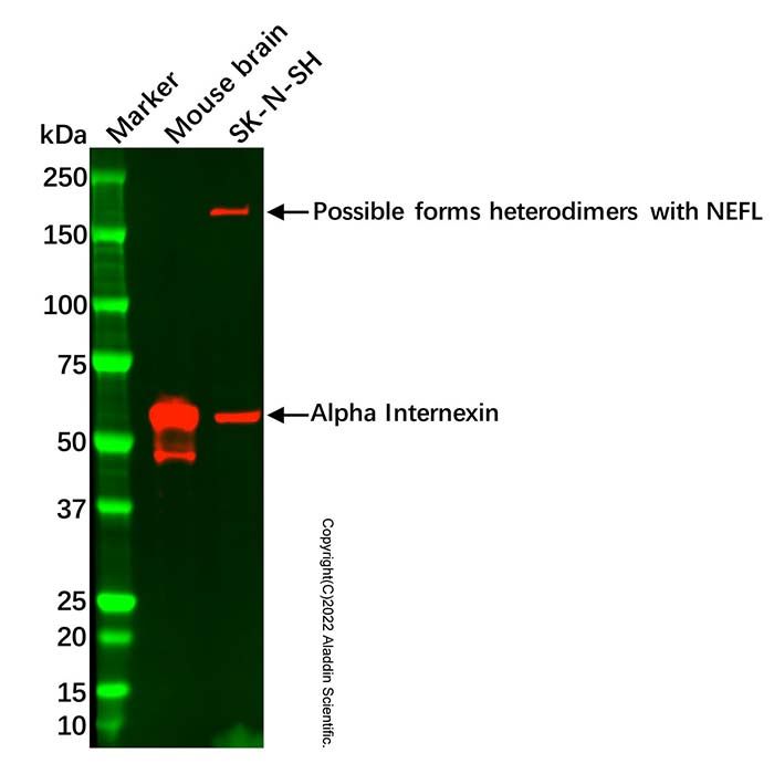 Alpha Internexin Mouse mAb