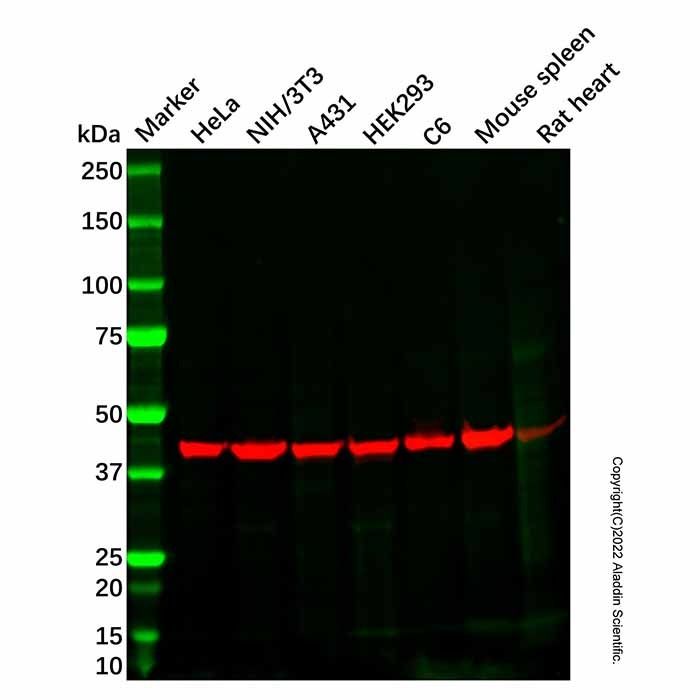 Recombinant Alpha Skeletal Muscle Actin Antibody
