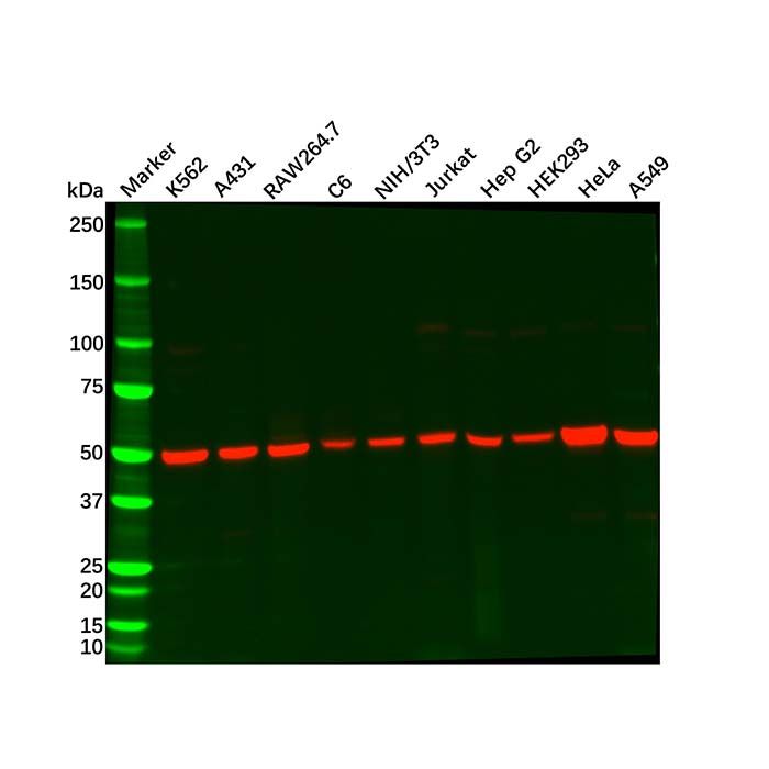 Recombinant Alpha Tubulin Antibody
