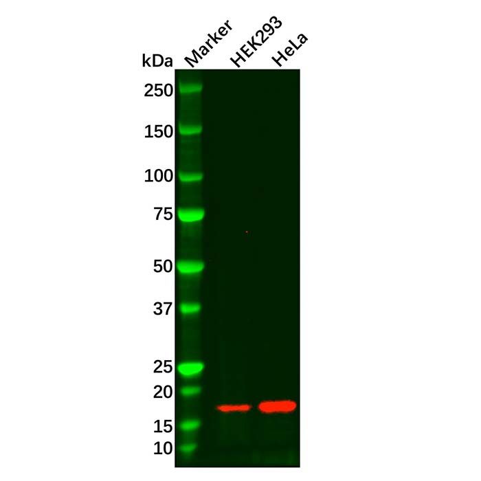 Recombinant alpha Synuclein Antibody
