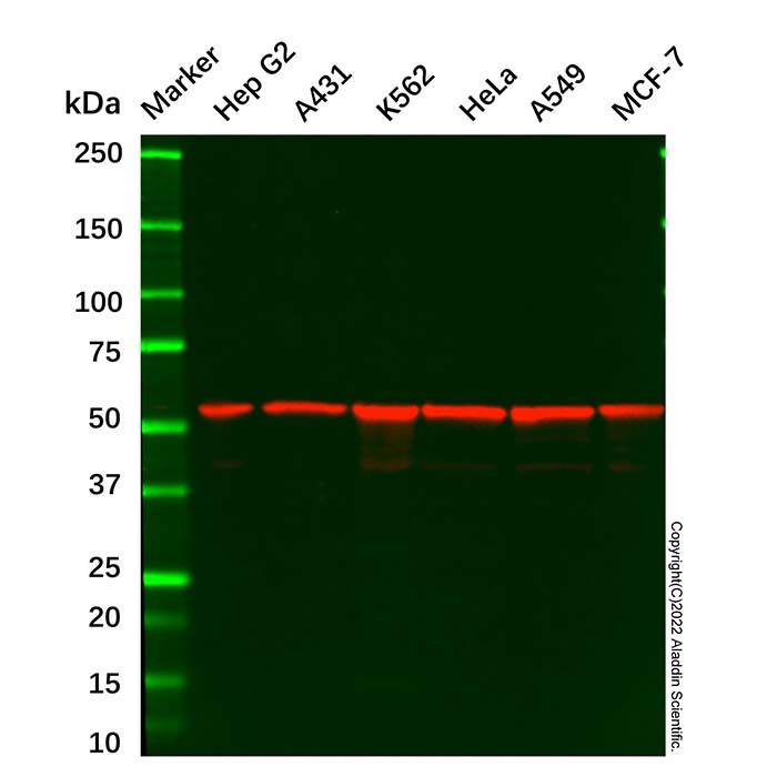 AMF Mouse mAb