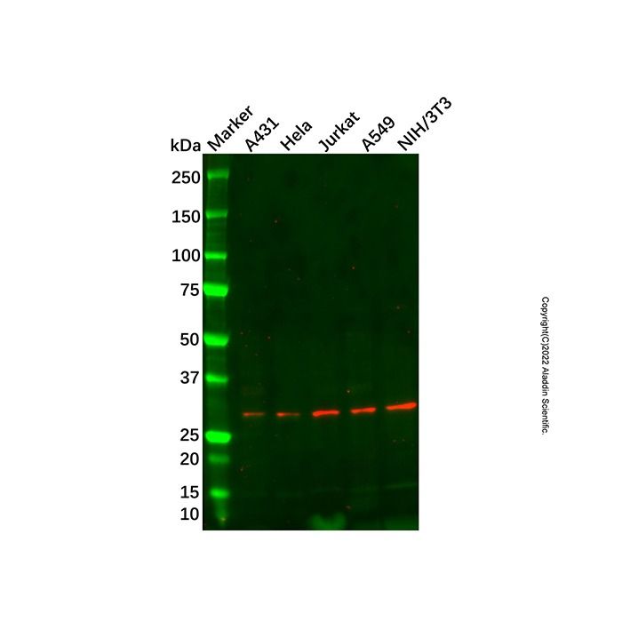 AES Antibody