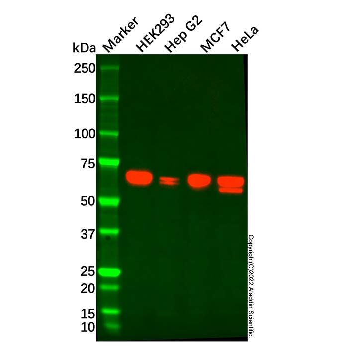 AMPK alpha 2 Mouse mAb
