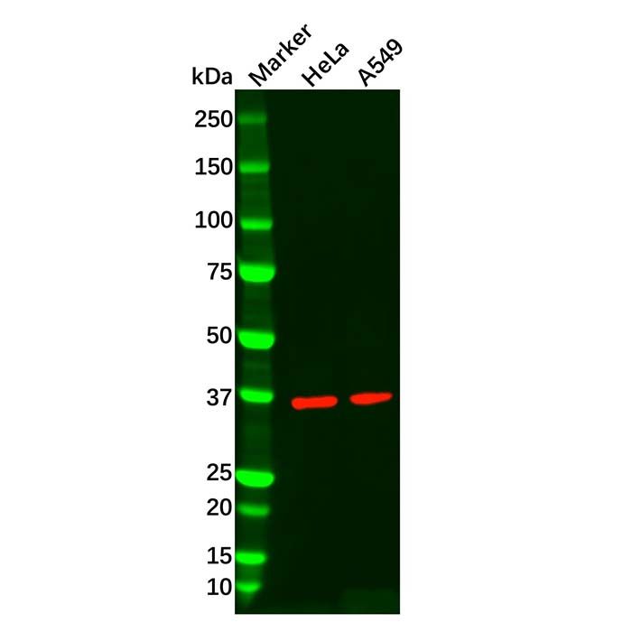 Recombinant AMPK gamma 1 Antibody