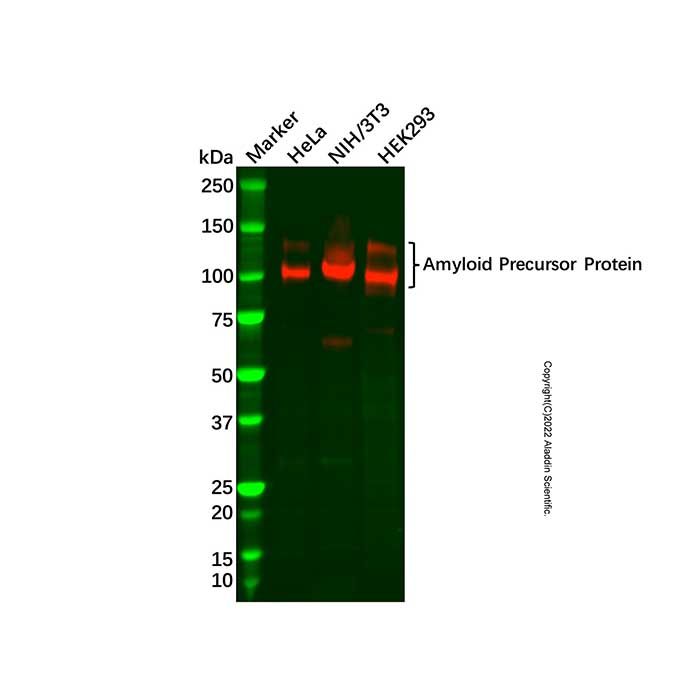 Recombinant Amyloid Precursor Protein Antibody