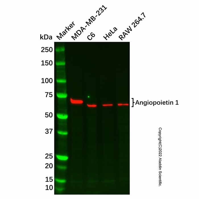 Recombinant Angiopoietin 1 Antibody