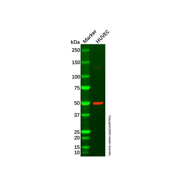 Recombinant Angiopoietin 2/ANG2 Antibody
