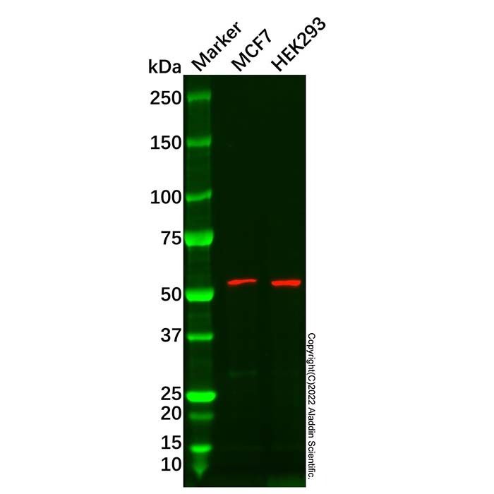 ANGPTL7 Antibody
