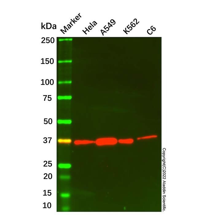 Annexin A1/ANXA1 Mouse mAb