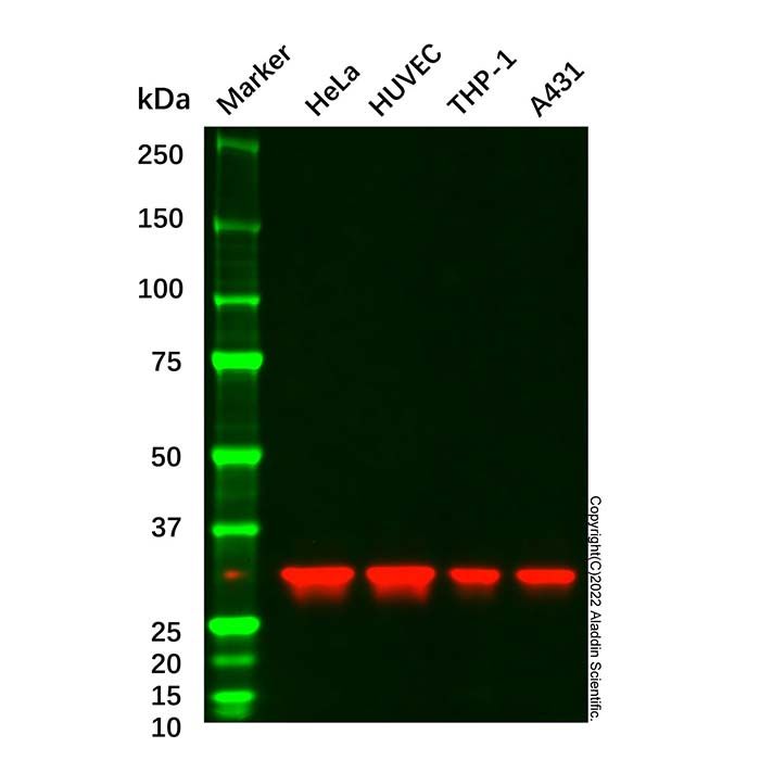 ANXA5 Mouse mAb