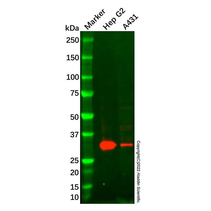 Annexin-4/ANXA4 Mouse mAb