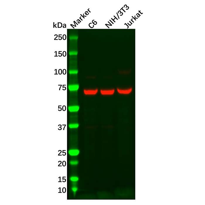 Recombinant Annexin-6/ANXA6 Antibody