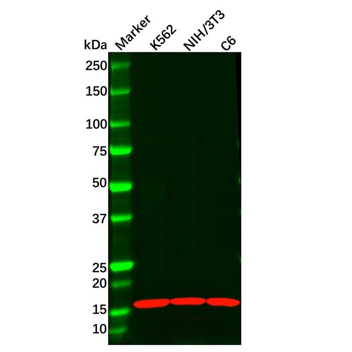 Recombinant Anterior Gradient 2 Antibody