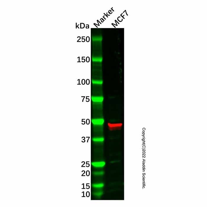 AP2 gamma/TFAP2C Antibody