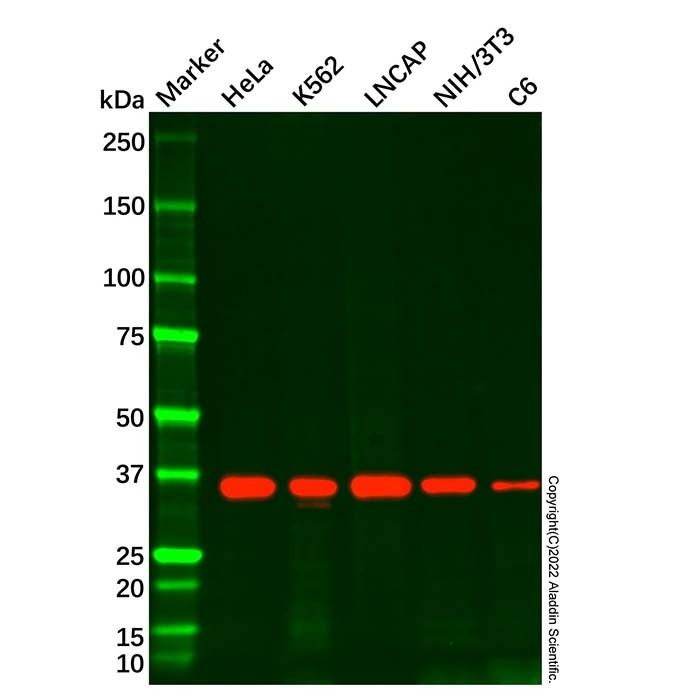 APE1 Mouse mAb