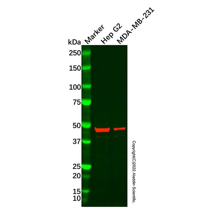 APMAP Antibody