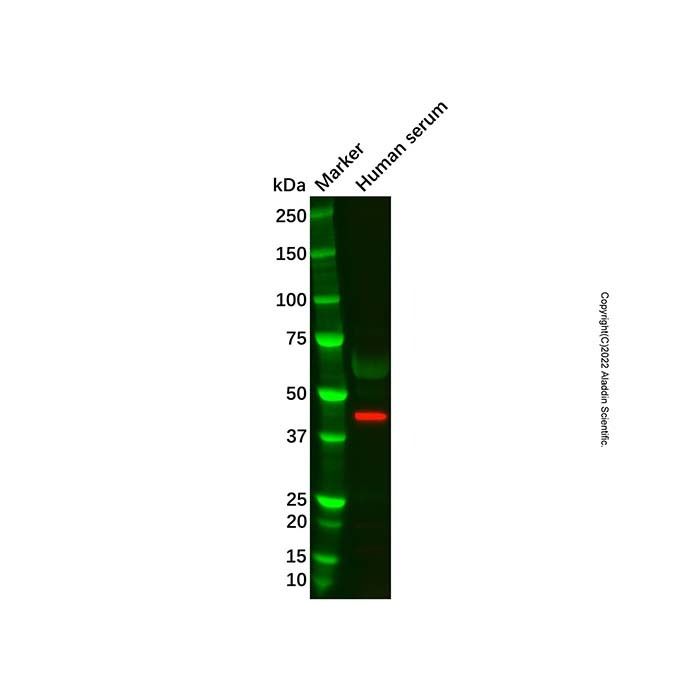 APOA4/Apo-AIV Mouse mAb