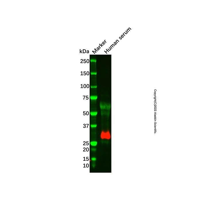 Recombinant Apo-D Antibody