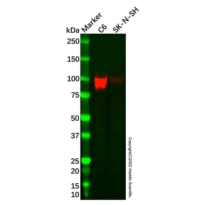 Recombinant ApoER2 Antibody