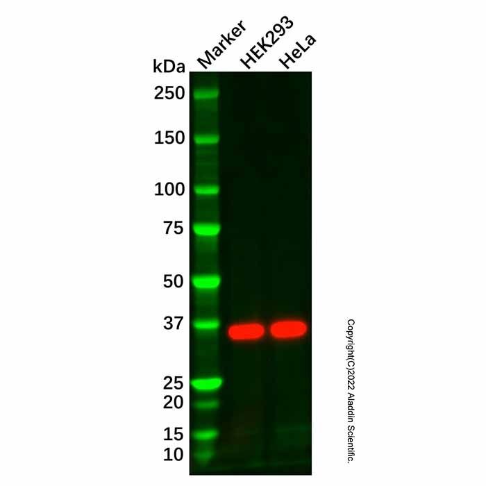 APOF Antibody