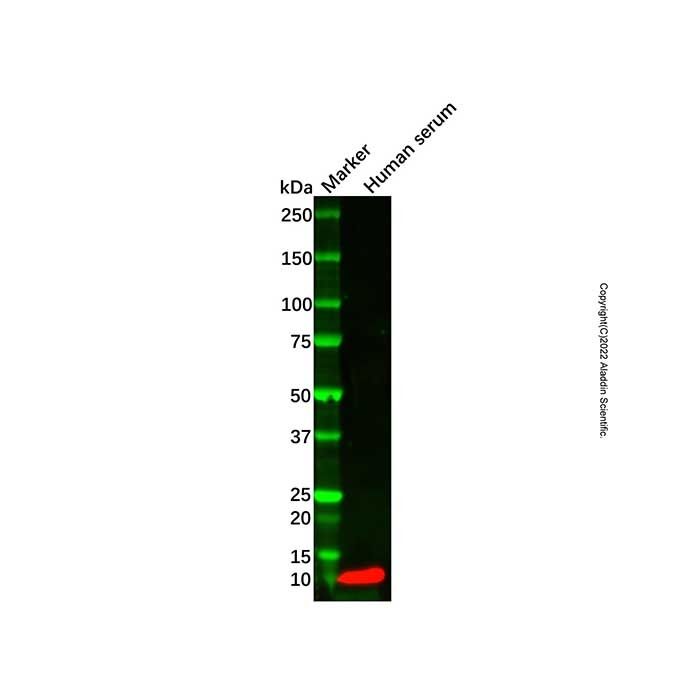 Recombinant Apolipoprotein CI/Apo-CI Antibody