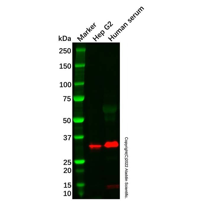 Recombinant Apolipoprotein E Antibody